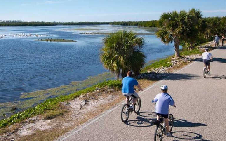 visitors ride bikes along paved path viewing birds on waterway at jn ding darling national wildlife refuge sanibel fort myers
