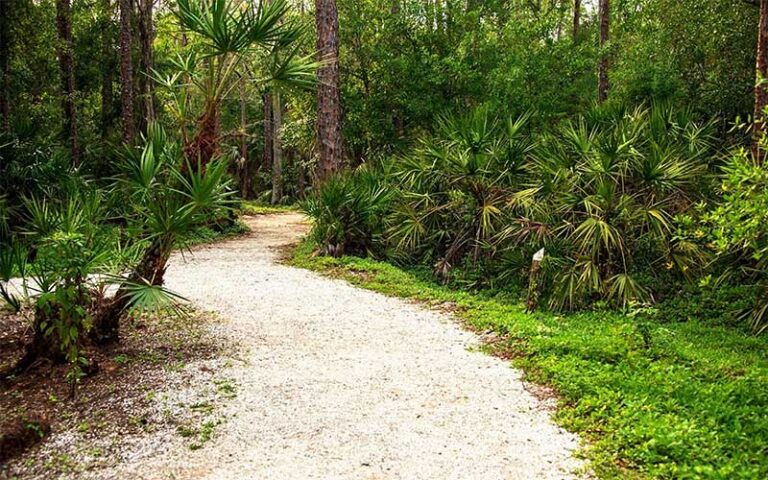 wooded trail leading through pine scrub at calusa nature center planetarium fort myers
