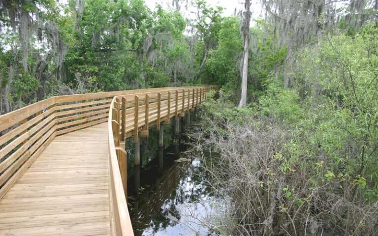 boardwalk trail curving through marsh at lettuce lake park tampa