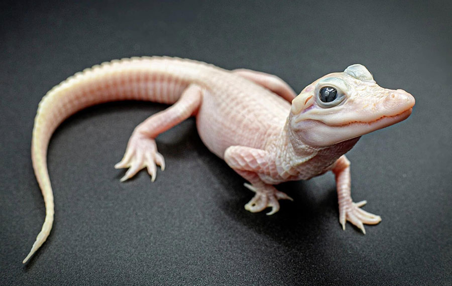 closeup of white baby alligator with nearly translucent skin at gatorland orlando