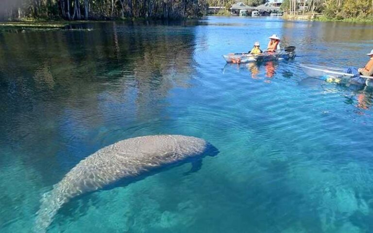 family in clear kayaks viewing manatee under blue water at epic paddle adventures orlando