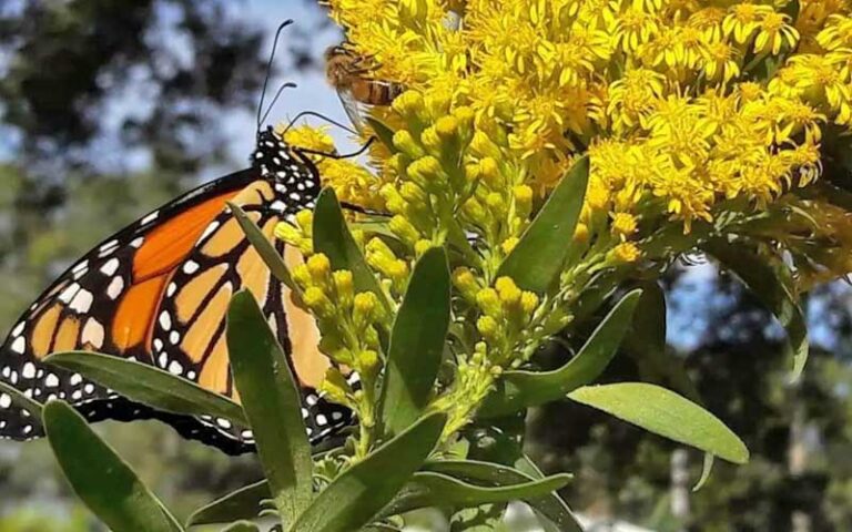 monarch butterfly resting on yellow flowering plant at sunken gardens st petersburg