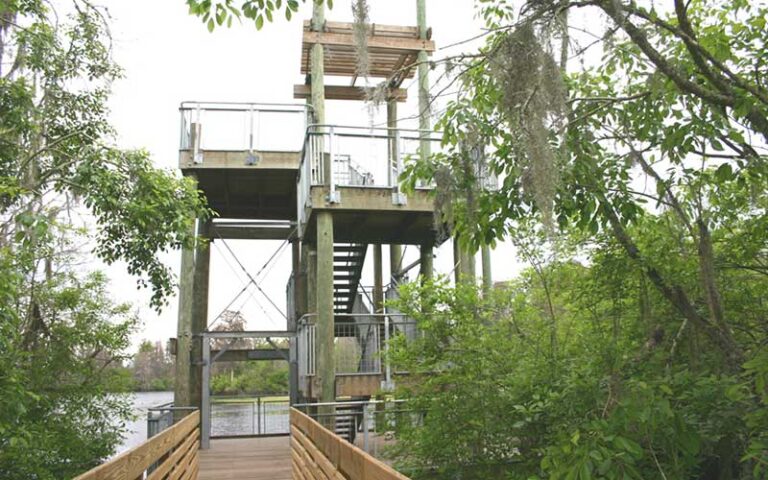 observation tower on dock overlooking river at lettuce lake park tampa
