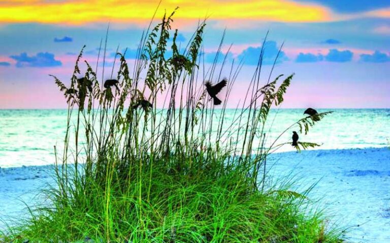 sea oats with birds on beach with sunrise sky at honeymoon island state park dunedin