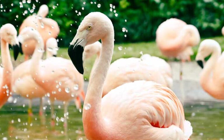 several flamingos with pale pink coloring in pond area at sunken gardens st petersburg