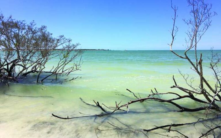 trees growing along shoreline with clear water at honeymoon island state park dunedin