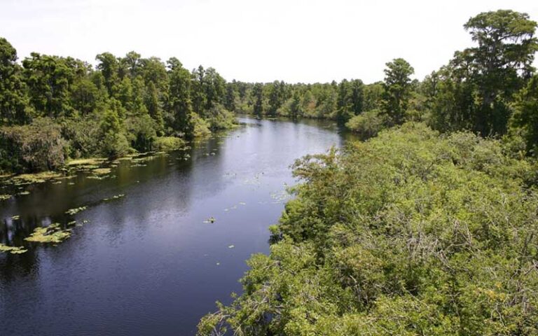 view from top of tower of river and trees at lettuce lake park tampa