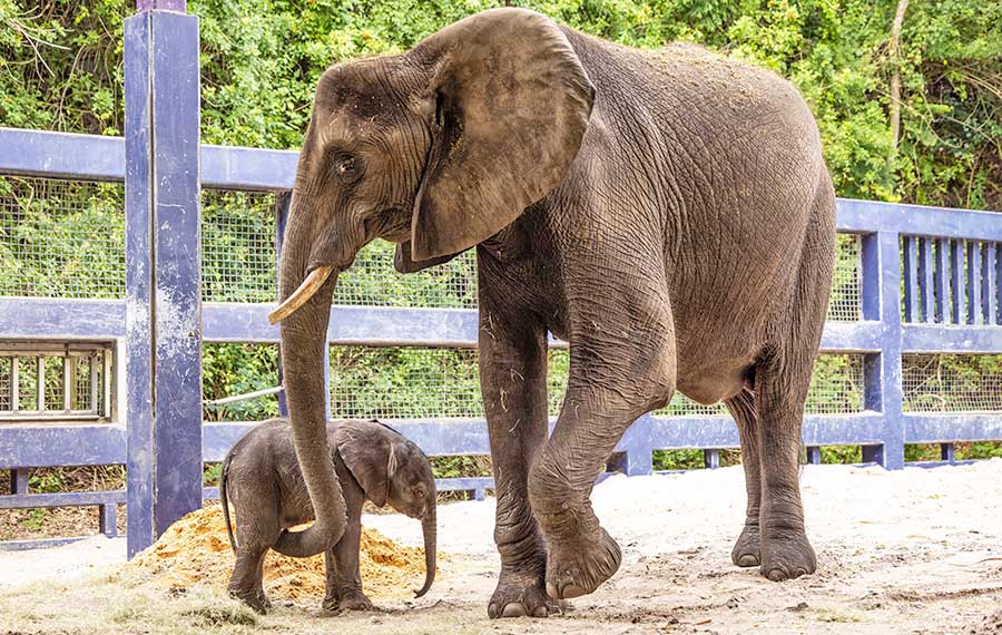 african elephant mother and newborn calf in fenced enclosure with hay bales at walt disney world animal kingdom