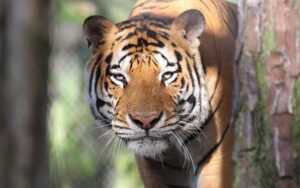 bengal tiger walking around enclosure at mccarthys wildlife sanctuary west palm beach