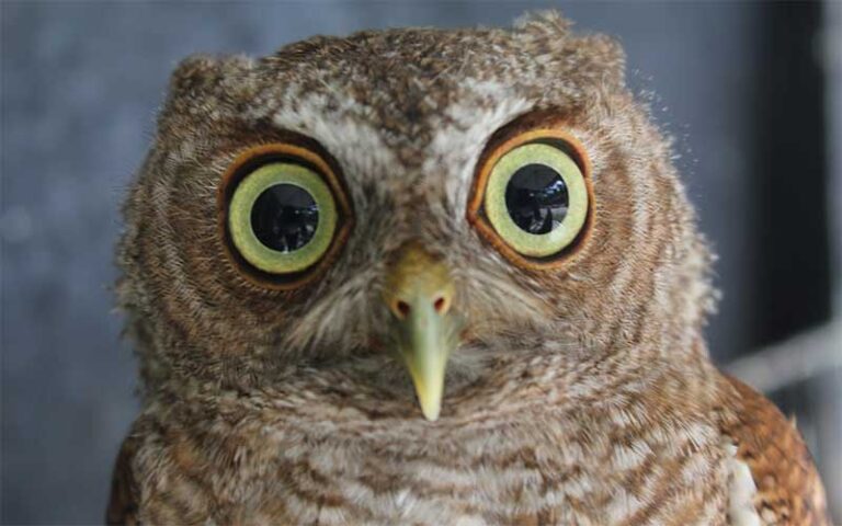 close up of owl face with huge green eyes at mccarthys wildlife sanctuary west palm beach