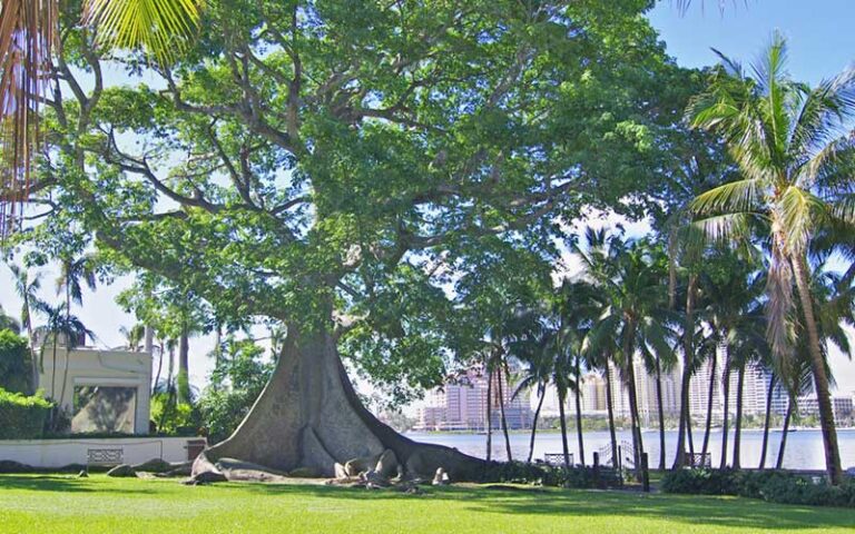 giant kapok tree with pathway beside and skyline view across water at palm beach lake trail west palm beach