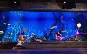 girl looking into tank with mermaid at mertailors mermaid aquarium encounter lecanto