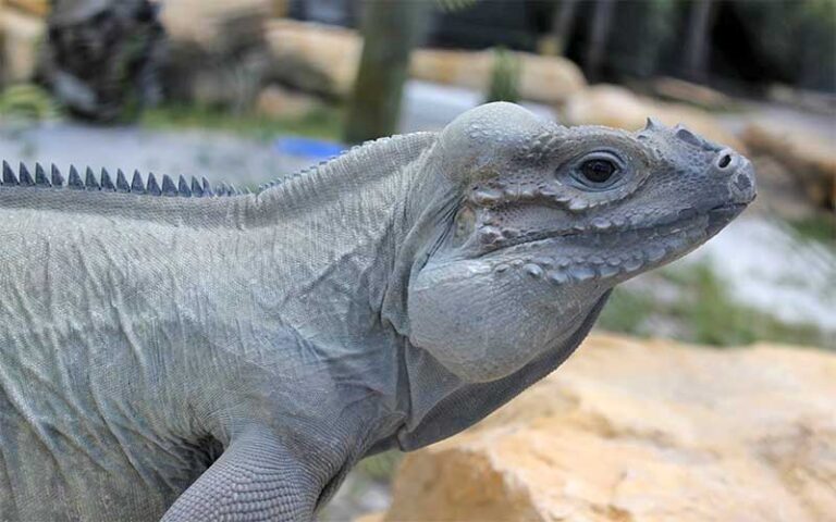 gray iguana lizard with habitat in background at mccarthys wildlife sanctuary west palm beach