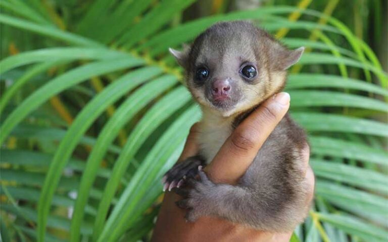 hand holding baby lemur with palm fronds in background at mccarthys wildlife sanctuary west palm beach