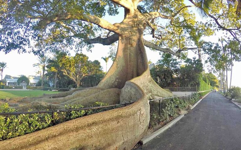 huge tree with large roots running through fence along pathway with park at historic kapok tree palm beach