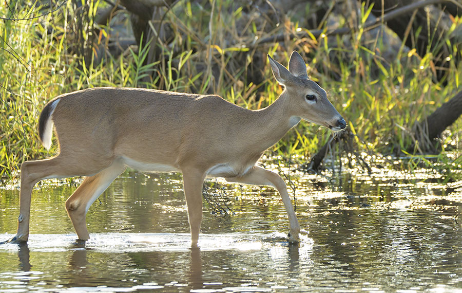 key deer wading across wetland area with sunlight and reeds background florida keys