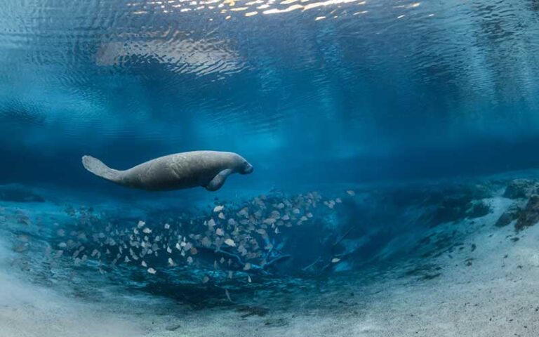 manatee deep underwater with school of fish at manatee lagoon west palm beach