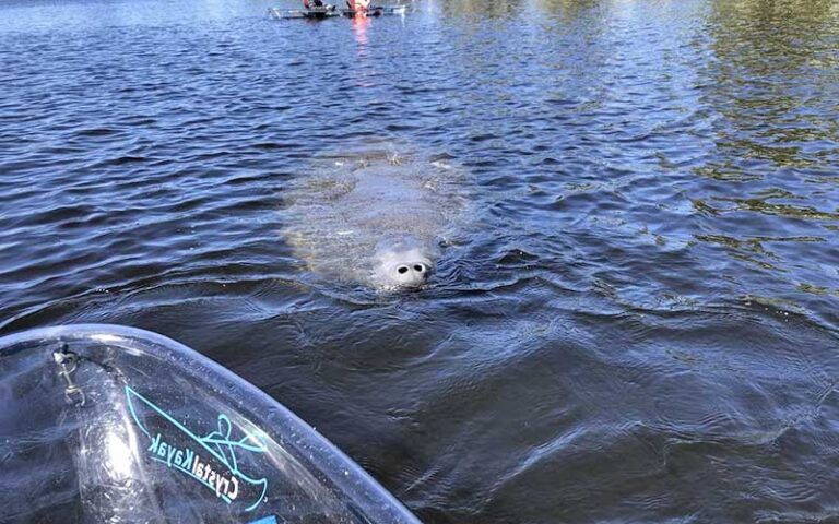 manatee peaking up to surface with corner of clear kayak at get up and go kayaking tampa