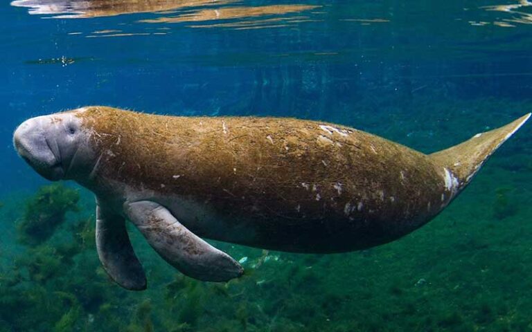 manatee underwater with coat of algae at manatee lagoon west palm beach