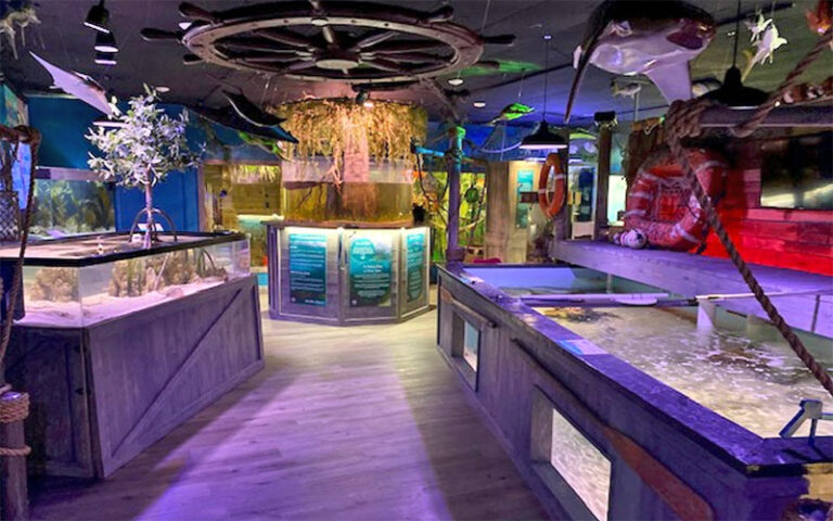 museum style exhibits in marine themed room at mertailors mermaid aquarium encounter lecanto
