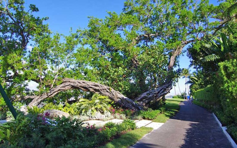 pathway shaded by trees and garden area with stones and twisting tree at palm beach lake trail west palm beach