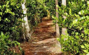 shady trail through tropical wooded area at apoxee trail west palm beach