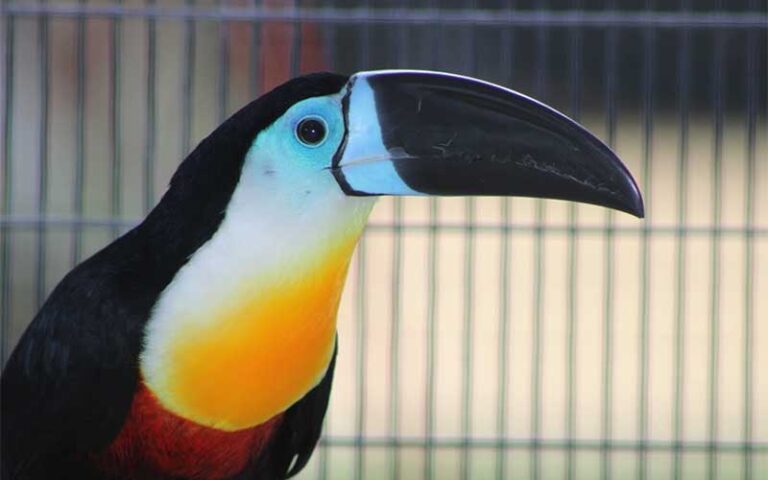 toucan with orange and white breast and blue and black beak at mccarthys wildlife sanctuary west palm beach