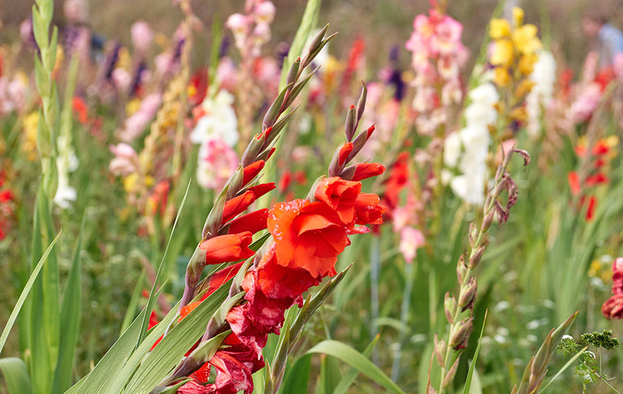 closeup shot of red gladioli in field with multi colored gladiolus in background fort myers