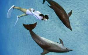 girl in scuba gear swimming with two dolphins at dolphin dream team west palm beach