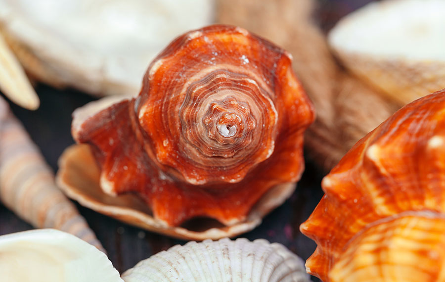 rare seashells close up fort myers