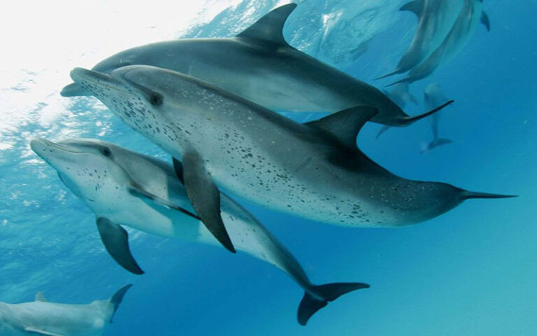 several spotted dolphins under water at dolphin dream team west palm beach