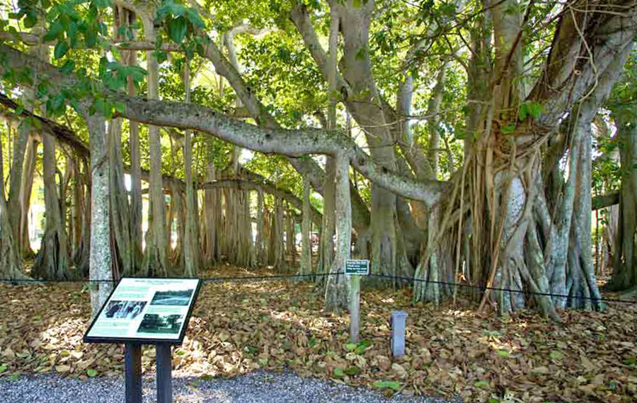sprawling banyan tree with multiple aerial roots of trunk size and historic placards at edison ford winter estates fort myers