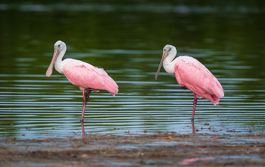 two roseate spoonbills wading in green wetland at j n ding darling national wildlife refuge fort myers