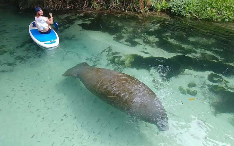 woman on standup paddleboard turning to look at manatee in clear water at so flo water adventures miami