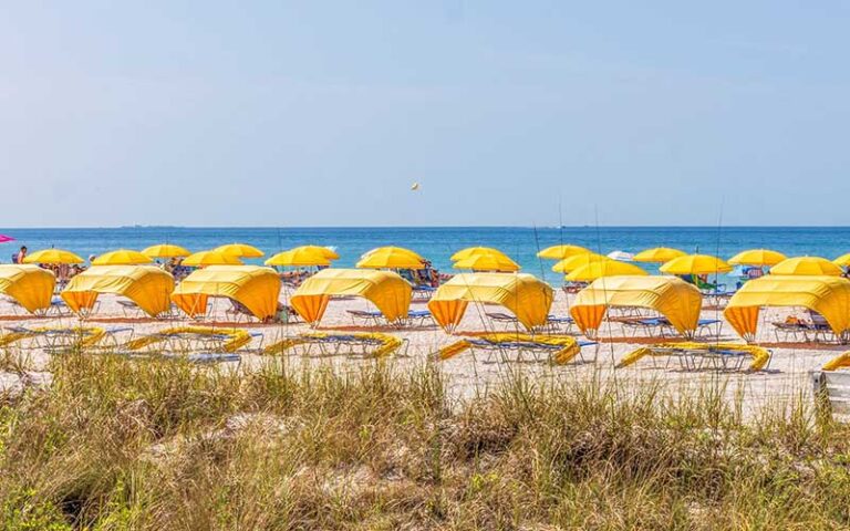 beach with rows of yellow shades and dunes with oats at st pete beach