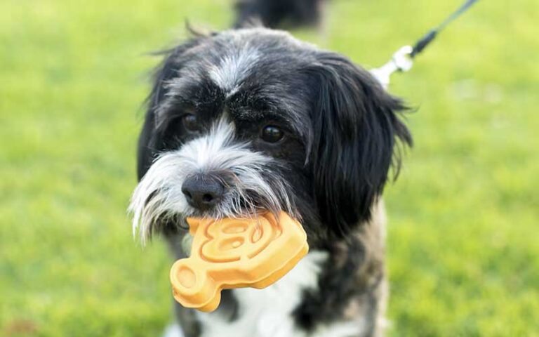 black and white dog with mickey toy in mouth at disney tails at marketplace co op at disney springs orlando