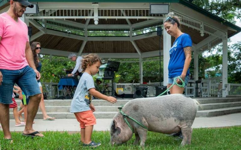 child petting pot bellied pig on lawn with gazebo at safety harbors market on main clearwater