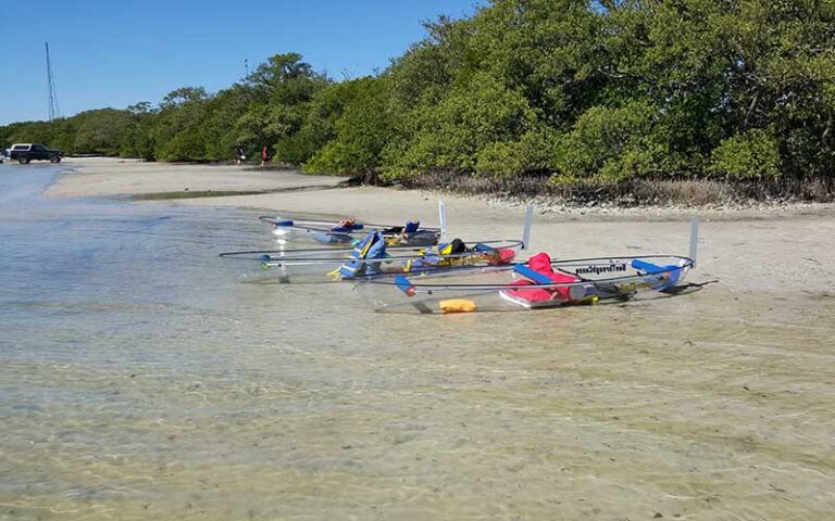 clear kayaks on beach area with trees at see through adventures st pete