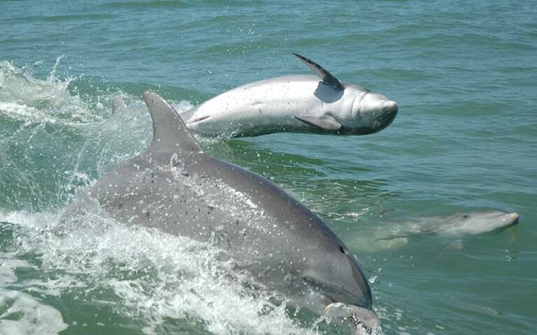 dolphins swimming and flipping in wake of boat at little toot dolphin adventure clearwater beach