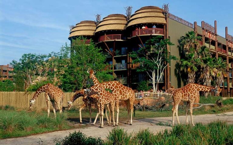 herd of giraffes within view of hotel at disneys animal kingdom resort walt disney world orlando