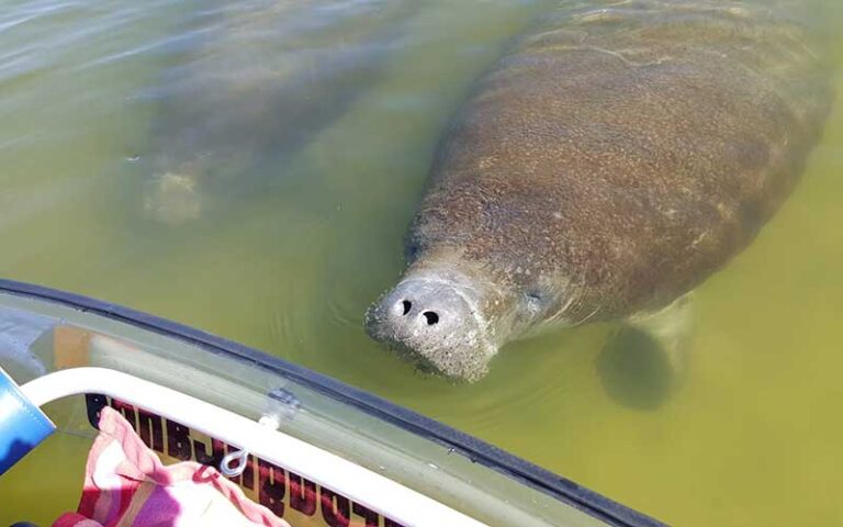 manatees looking at clear kayaker at see through adventures st pete