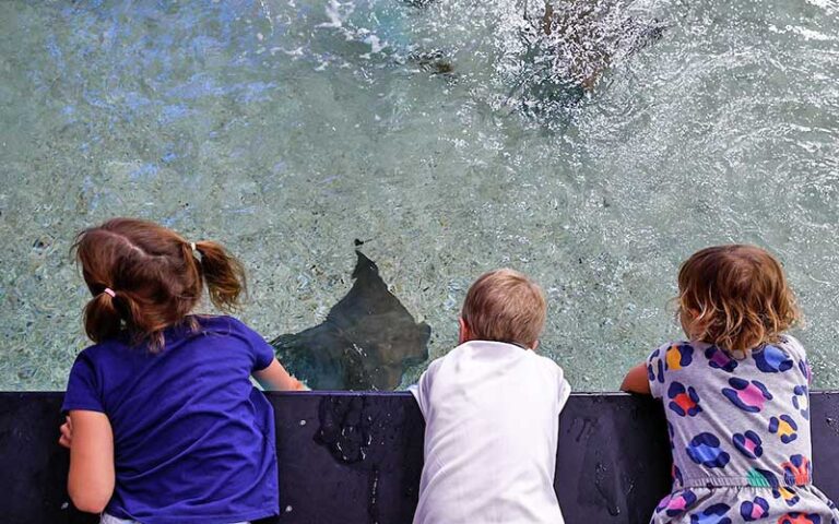 row of kids leaning over touch tank with rays swimming at tropicana field st pete