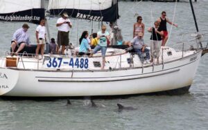 sailboat on water with dolphins and people taking photos at dolphin landings charter boats st pete beach