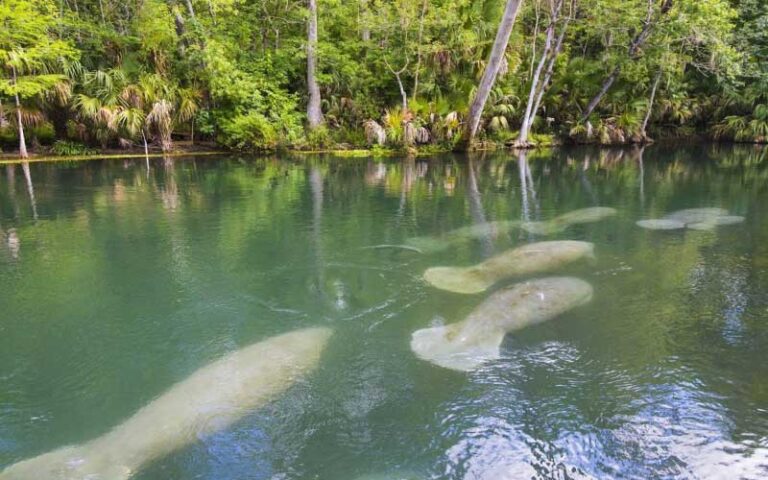 several manatees swimming underwater near mangroves at sharkeys glass bottom tours st pete beach