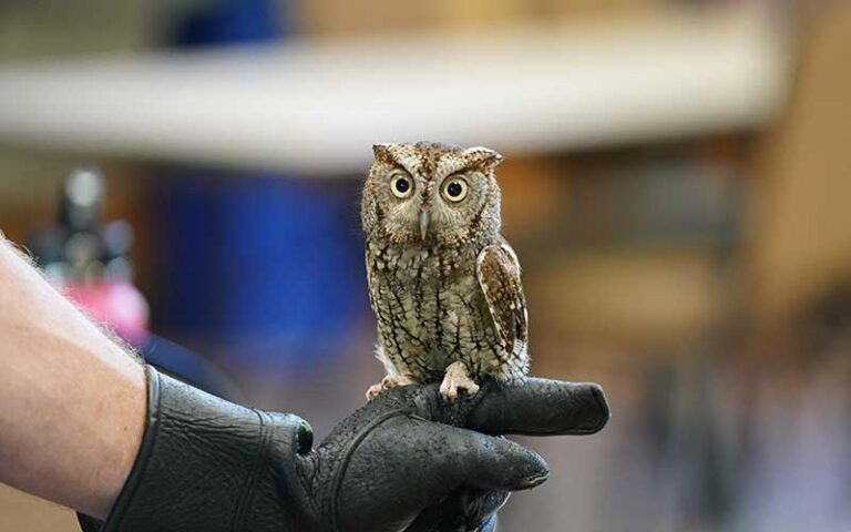 small owl perched on gloved hand inside exhibit space at moccasin lake nature park clearwater