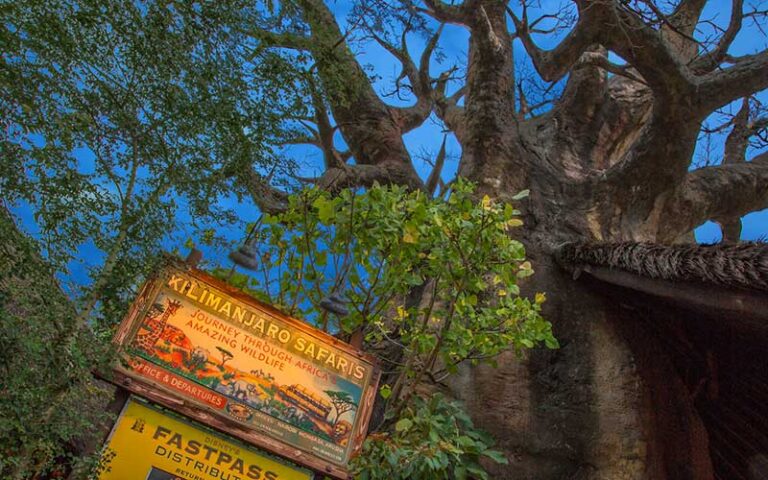 tour sign with baobab tree on kilimanjaro safaris at animal kingdom walt disney world resort orlando