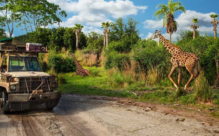 truck driving past giraffes on kilimanjaro safaris at animal kingdom walt disney world resort orlando