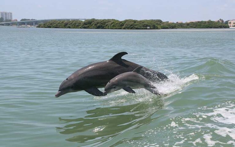 two dolphins jumping alongside boat with bridge in background at little toot dolphin adventure clearwater beach