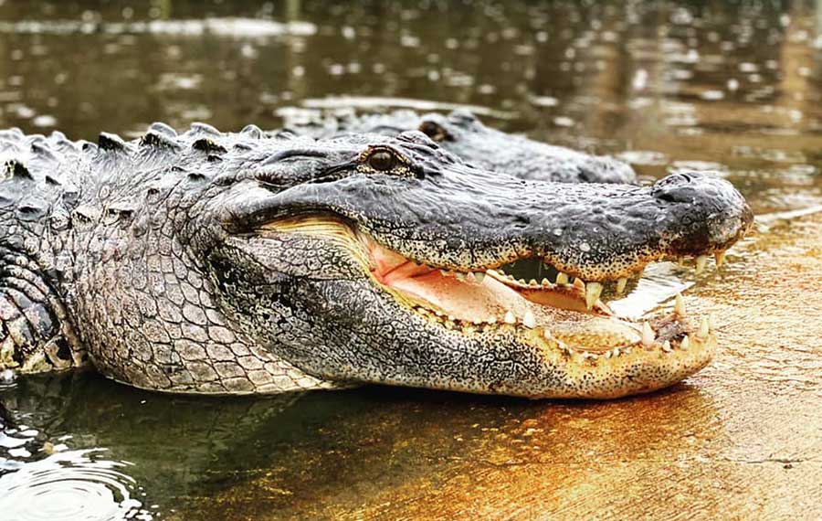 pair of alligators with mouth slightly open along bank at gatorland orlando
