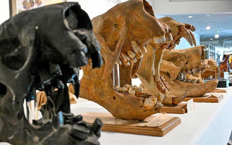 prehistoric skulls exhibit at museum of arts sciences daytona beach